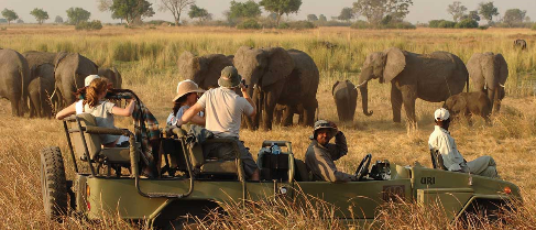 Safari